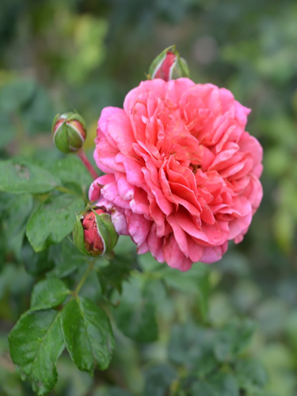 Rosa 'Christopher Marlowe', flower, Queen Sirikit Botanic Garden, Mae Rim District, Chiang Mai Province, Thailand.