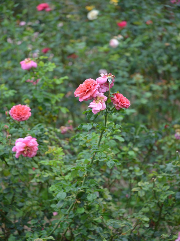 Rosa 'hristopher Marlowe', form, Queen Sirikit Botanic Garden, Mae Rim District, Chiang Mai Province, Thailand.