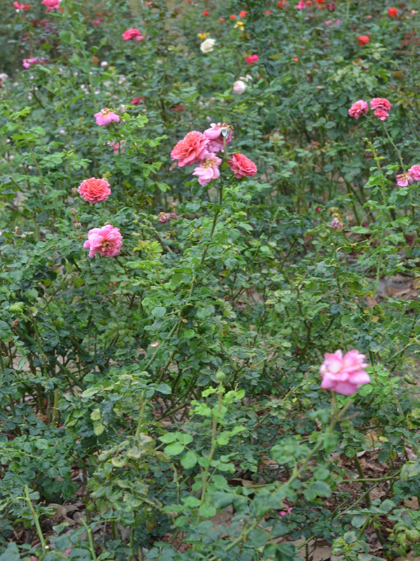 Rosa 'Christopher Marlowe', form, Queen Sirikit Botanic Garden, Mae Rim District, Chiang Mai Province, Thailand.