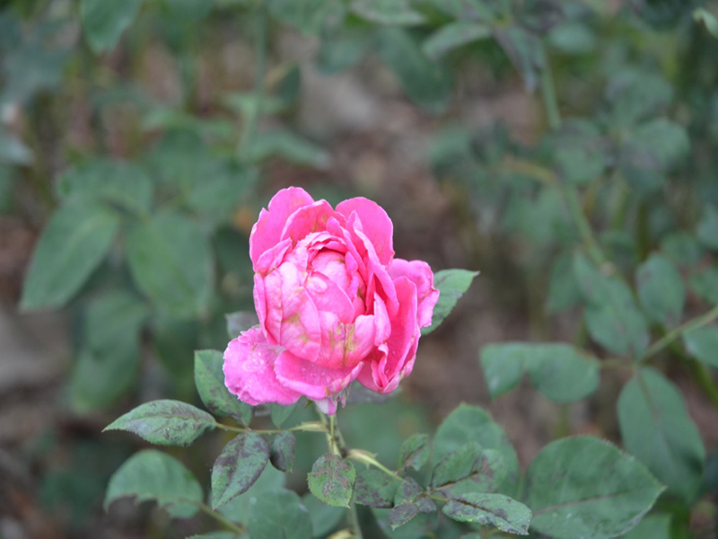 Rosa 'Chulalongkorn', flower, Queen Sirikit Botanic Garden, Mae Rim District, Chiang Mai Province, Thailand.