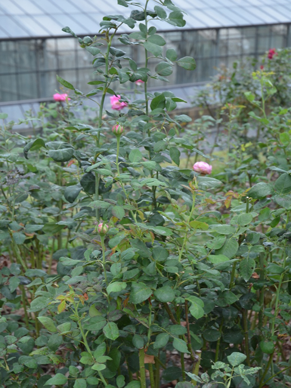 Rosa 'Chulalongkorn', form, Queen Sirikit Botanic Garden, Mae Rim District, Chiang Mai Province, Thailand.