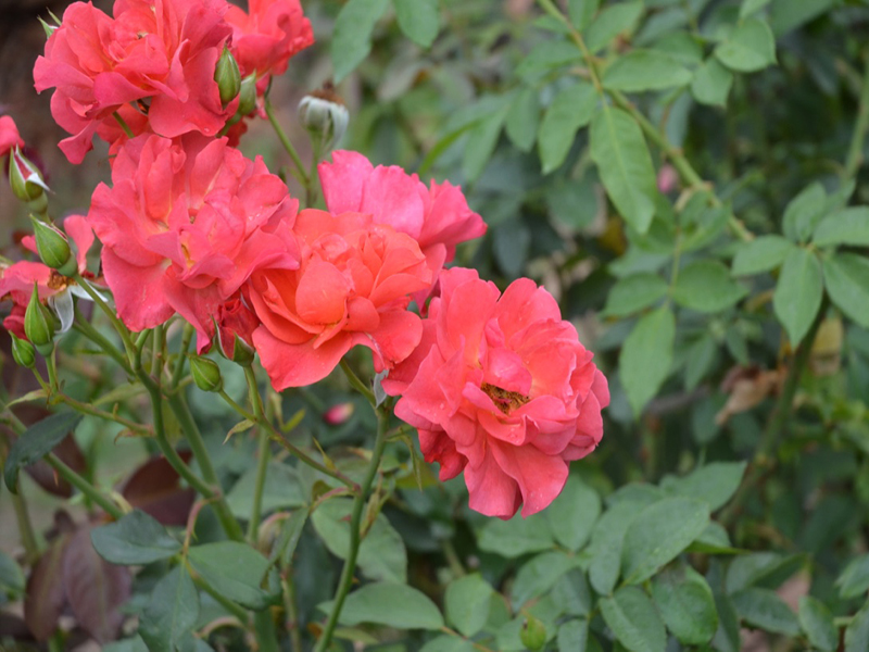 Rosa 'Cinco De Mayo', flower, Queen Sirikit Botanic Garden, Mae Rim District, Chiang Mai Province, Thailand.