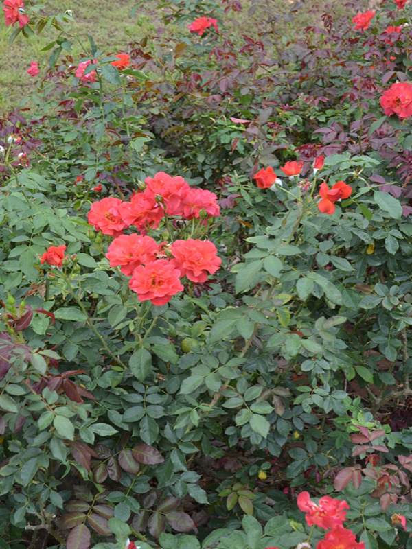 Rosa 'Cinco De Mayo', form, Queen Sirikit Botanic Garden, Mae Rim District, Chiang Mai Province, Thailand.