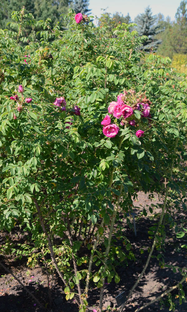 Rosa-George-Will-Rosaceae-form.jpg
