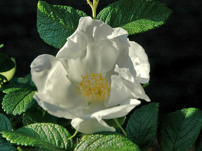 Rosa-Henry-Hudson-flower-leaf.jpg