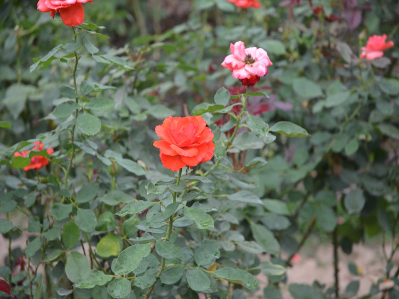 Rosa 'Impatient', flower, Queen Sirikit Botanic Garden, Mae Rim District, Chiang Mai Province, Thailand.
