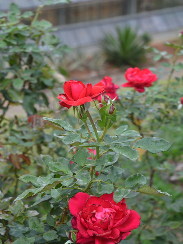 Rosa 'La Marsellaise', flower, Queen Sirikit Botanic Garden, Mae Rim District, Chiang Mai Province, Thailand.