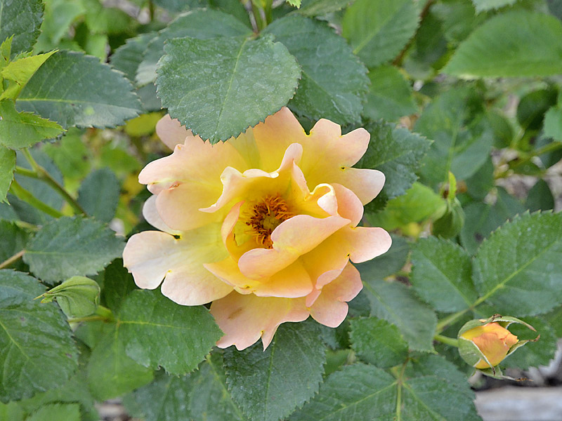 Rosa-Morden-Sunrise-flower-leaf.jpg