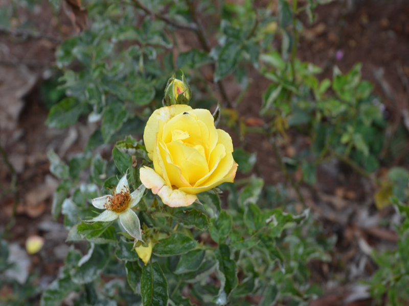 Rosa 'Queen Sirikit', flower, Queen Sirikit Botanic Garden, Mae Rim District, Chiang Mai Province, Thailand.