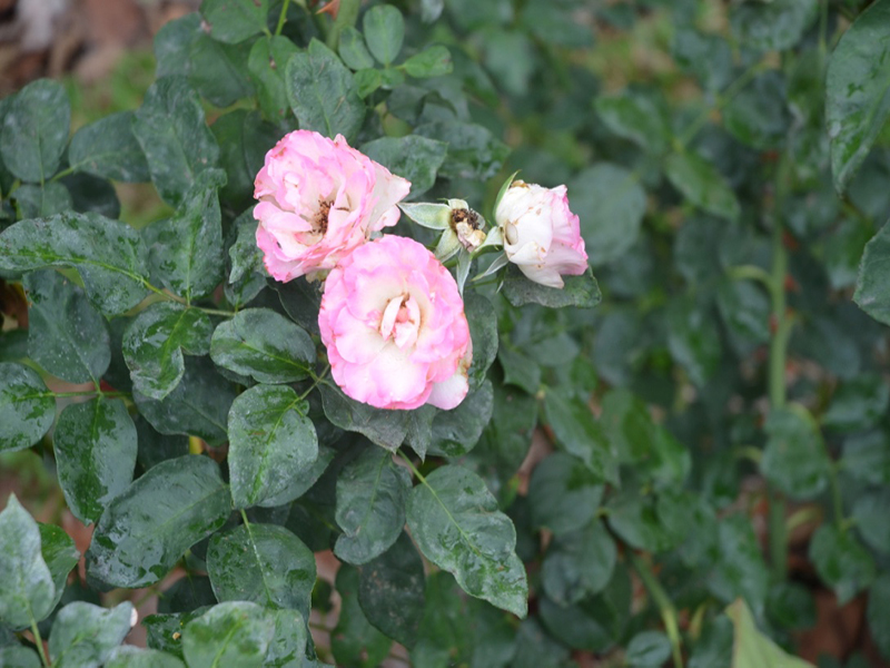 Rosa 'Strawberry', flower, Queen Sirikit Botanic Garden, Mae Rim District, Chiang Mai Province, Thailand.