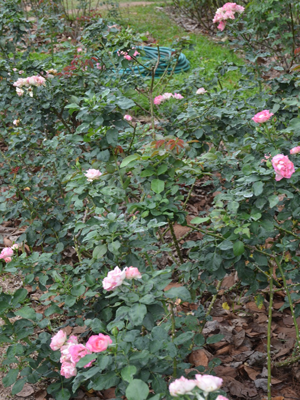 Rosa 'Strawberry', form, Queen Sirikit Botanic Garden, Mae Rim District, Chiang Mai Province, Thailand.