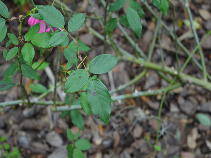 Rosa odorata  'Pallida', leaf, Bok Tower Gardens, Lake Wales, Florida, United States of America.