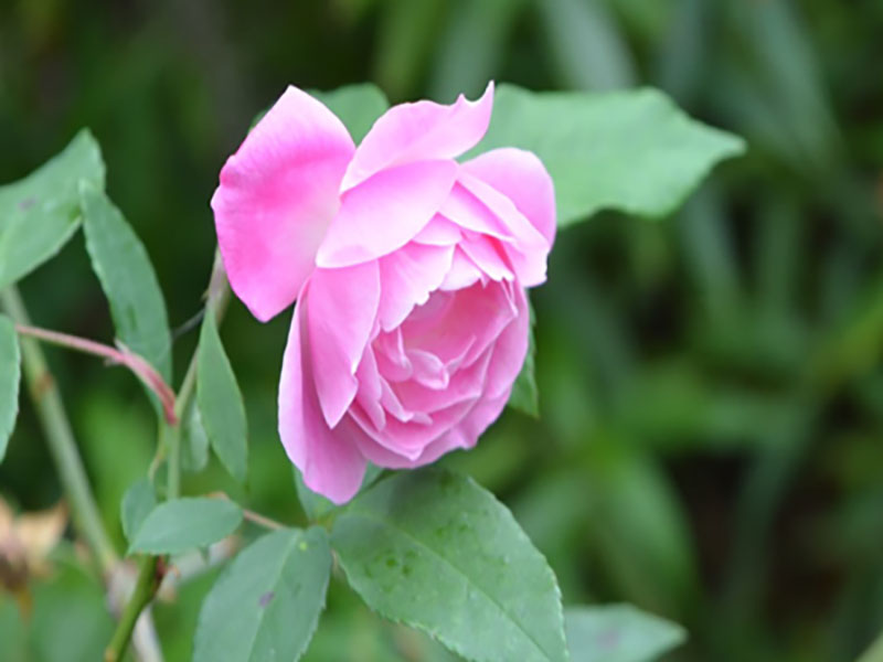 Rosa odorata  'Pallida', flower, Bok Tower Gardens, Lake Wales, Florida, United States of America.