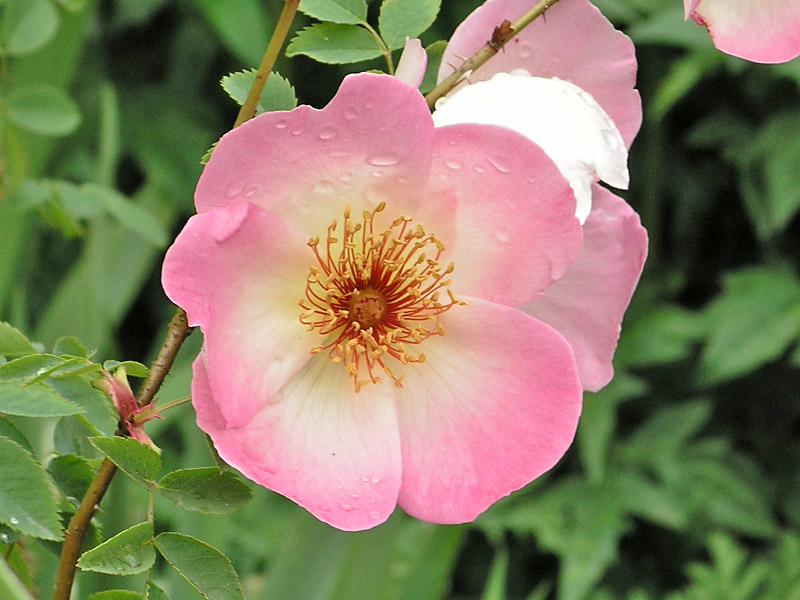 Rosa-x-Sissinghurst-flower.jpg