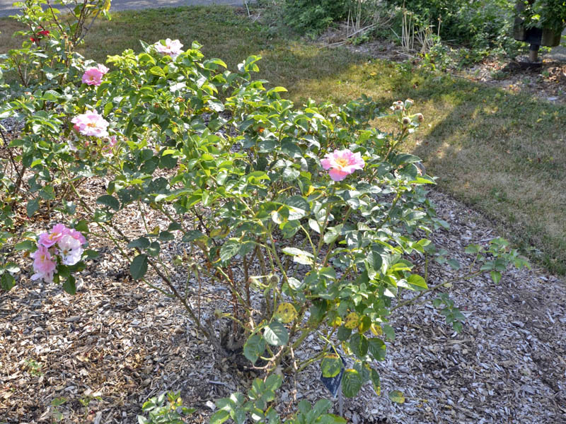 Rosa-x-pink-robusta-form.jpg