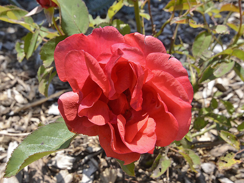 Rose-x-morden-fireglow-flower.jpg