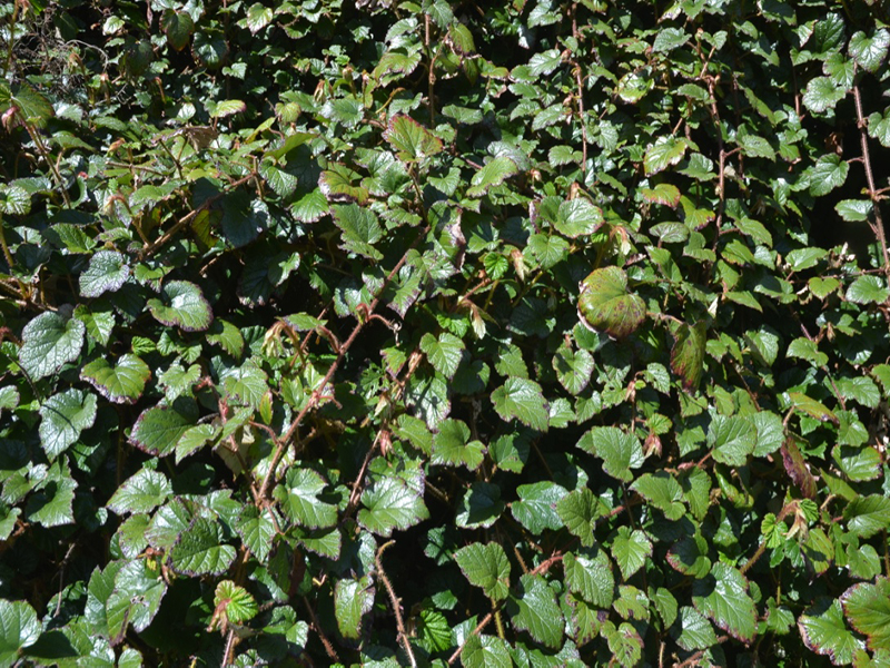 Rubus tricolor 'Betty Ashburner', leaf, Caerhays Castle, Goran, Cornwall, United Kingdom.