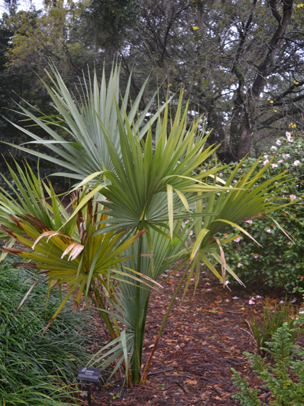 Sabal bermudana, form, Harry P. Leu Gardens, Orlando, Florida, United States of America.