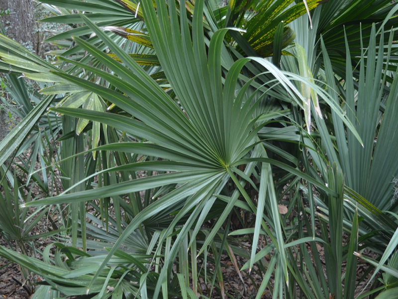 Sabal minor, leaf, Bok Tower Gardens, Lake Wales, Florida, United States of America.