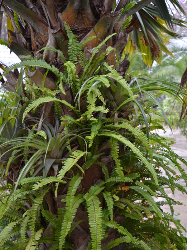 Sabal palmetto ' Lisa', bark, Harry P. Leu Gardens, Orlando, Florida, United States of America.