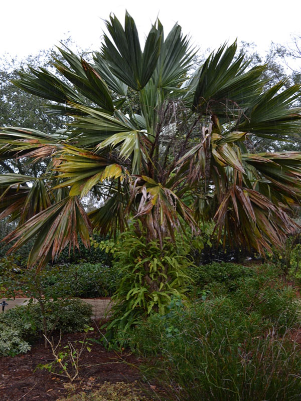 Sabal palmetto ' Lisa', form, Harry P. Leu Gardens, Orlando, Florida, United States of America.