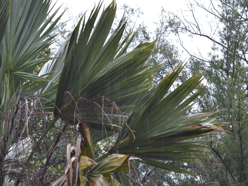 Sabal palmetto ' Lisa', leaf, Harry P. Leu Gardens, Orlando, Florida, United States of America.