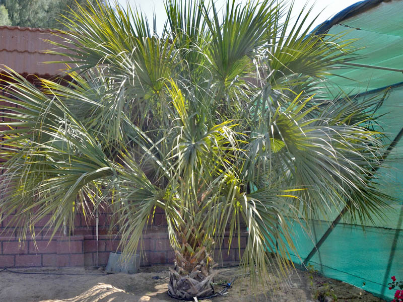 Sabal palmetto, young plant in a nursery in Dubai, United Arab Emirates.