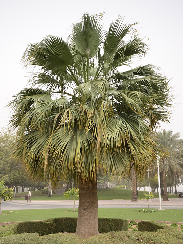 Sabal palmetto, mature form in Dubai, United Arab Emirates.