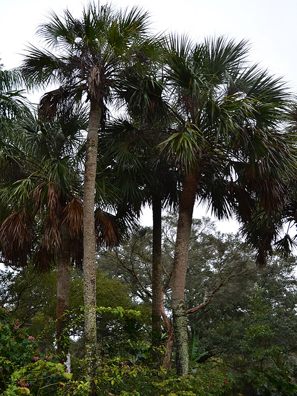 Sabal palmetto, form. Harry P. Leu Gardens, Orlando, Florida, United States of America.