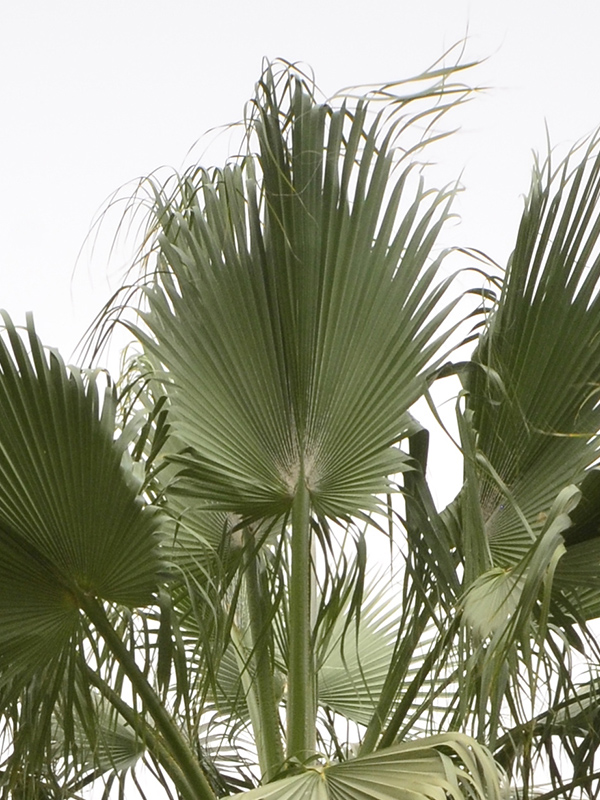 Sabal palmetto, leaf.