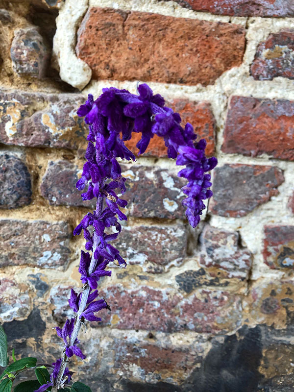 Salvia-leucanthum-Purple-Velvet-flw.jpg