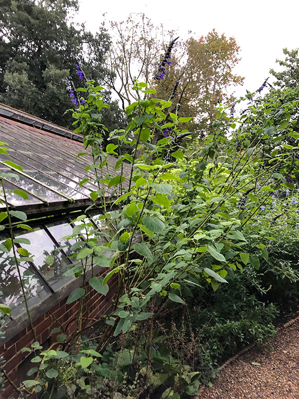 Salvia nutans, form. Chelsea Physic Garden, London, United Kingdom.