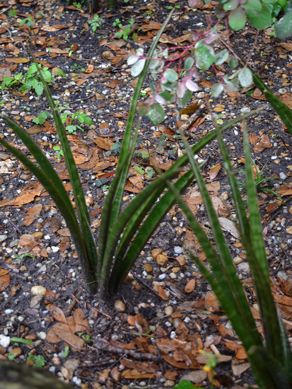 Sansevieria aethiopica, form. Harry P. Leu Gardens, Orlando, Florida, United States of America.