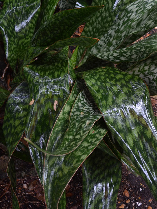 Sansevieria grandis var. zuluensis, leaf, Harry P. Leu Gardens, Orlando, Florida, United States of America.