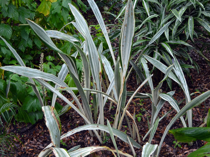 Sansevieria hyacinthoides 'Siam Silver', form. Harry P. Leu Gardens, Orlando, Florida, United States of America.