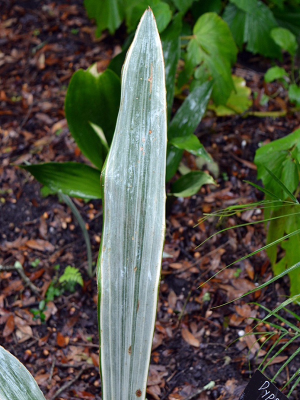 Sansevieria hyacinthoides 'Siam Silver', leaf. Harry P. Leu Gardens, Orlando, Florida, United States of America.