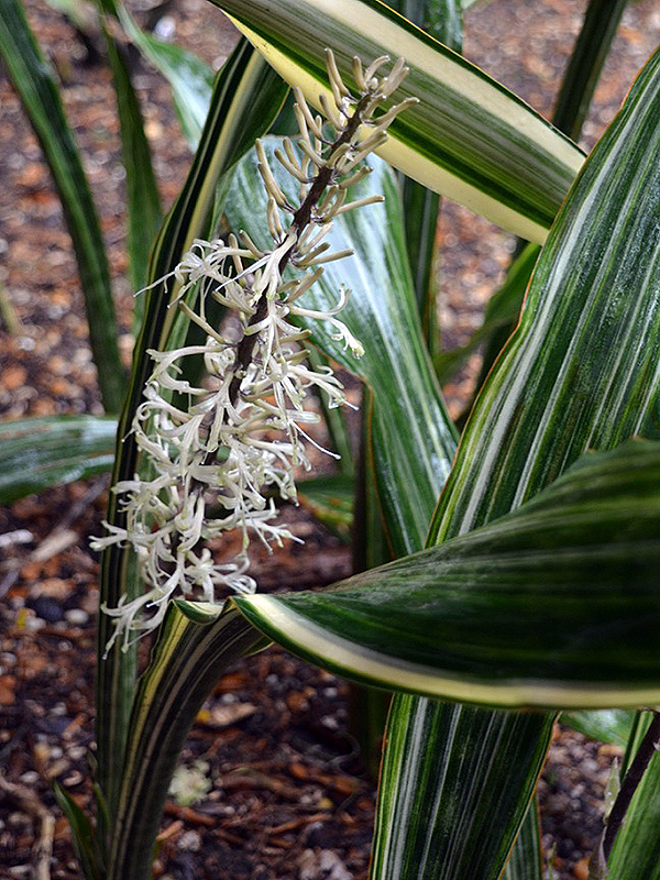 Sansevieria hyacinthoides 'White Striiped Giant', leaf, Harry P. Leu Gardens, Orlando, Florida, United States of America.