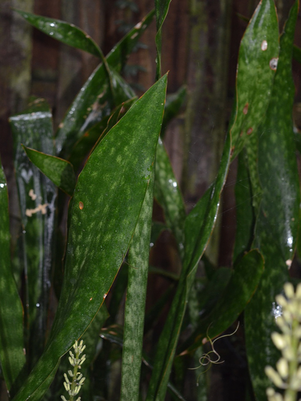 Sansevieria hyacinthoides, leaf. Harry P. Leu Gardens, Orlando, Florida, United States of America.