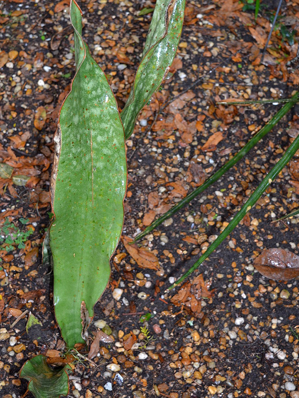 Sansevieria kirkii, leaf, Harry P. Leu Gardens, Orlando, Florida, United States of America.