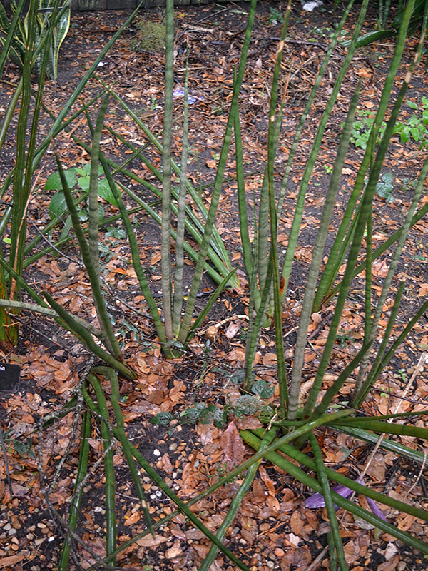  Sansevieria kirkii var. pulchra, form, Harry P. Leu Gardens, Orlando, Florida, United States of America.