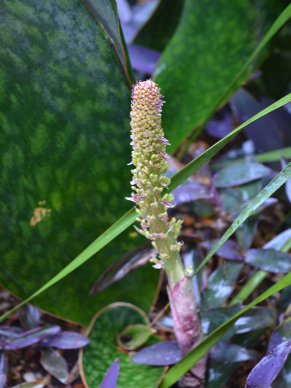 Sansevieria masoniana, flower head, Harry P. Leu Gardens, Orlando, Florida, United States of America.