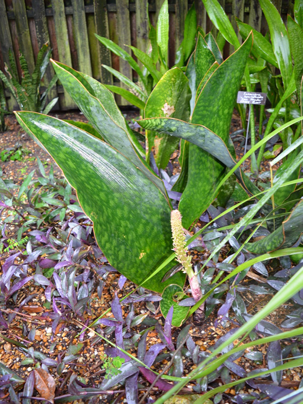 Sansevieria masoniana, form, Harry P. Leu Gardens, Orlando, Florida, United States of America.