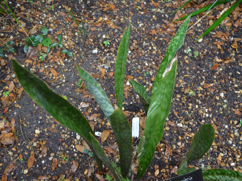 Sansevieria metallica, form, Harry P. Leu Gardens, Orlando, Florida, United States of America.