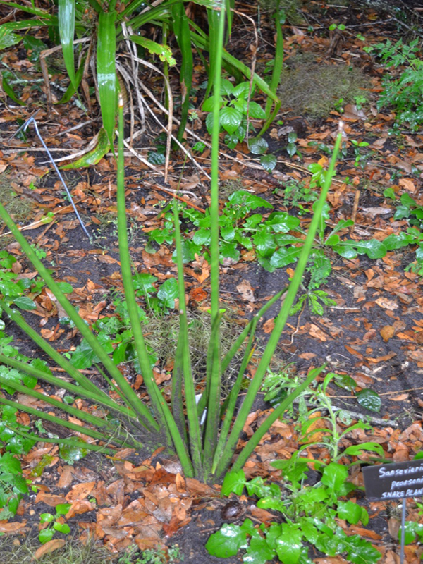 Sansevieria pearsonii, form, Harry P. Leu Gardens, Orlando, Florida, United States of America.