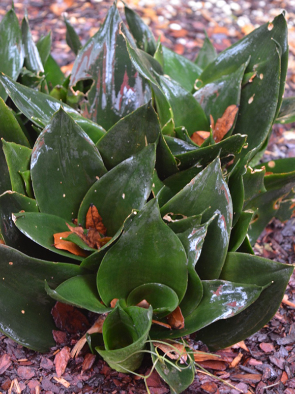 Sansevieria trifasciata  'Black Robusta', form, Harry P. Leu Gardens, Orlando, Florida, United States of America.