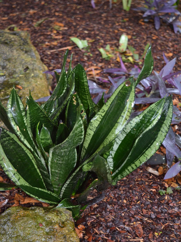 Sansevieria trifasciata 'Whitney', form, Harry P. Leu Gardens, Orlando, Florida, United States of America.