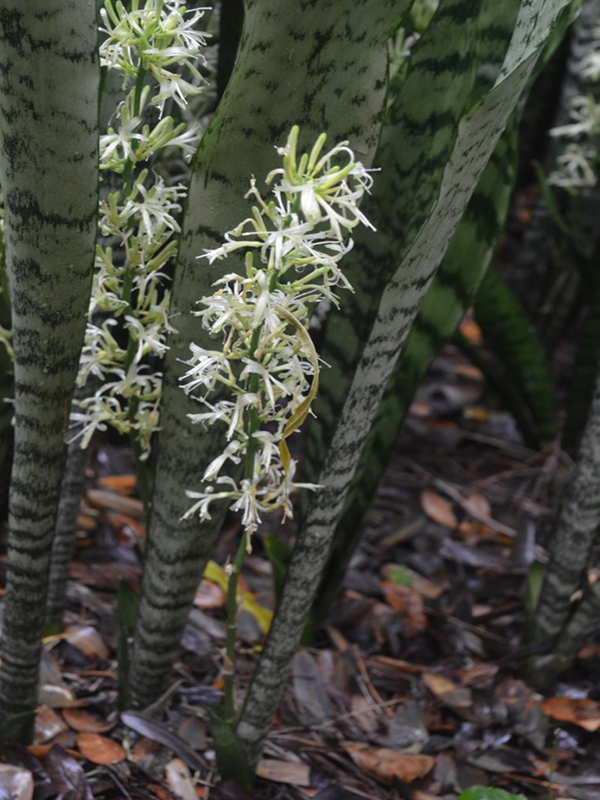 Snsevieria trifasciata, flower, Harry P. Leu Gardens, Orlando, Florida, United States of America.