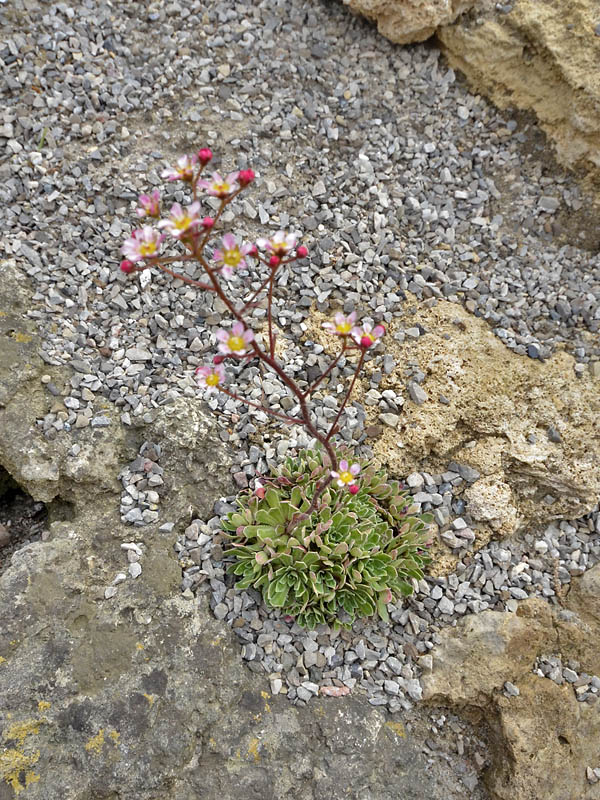 Saxifraga-paniculata-rosea-form.jpg