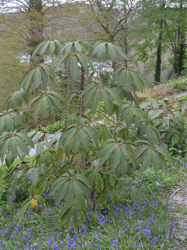 Schefflera taiwaniana, form, National Trust Trelissick Garden, Feock, near Truro, Cornwall, United Kingdom. 