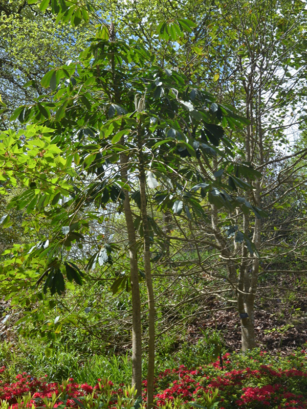 Schefflera taiwaniana, form, National Trust Trelissick Garden, Feock, near Truro, Cornwall, United Kingdom. 